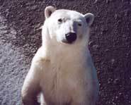 Polar bear looking for that can of Coke.