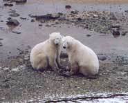 Two polar bears playing in the mud together.