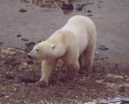 This polar bear isn't up to much.