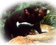 Tasmanian Devil