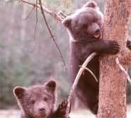 Baby Bears are sooooo CUTE!