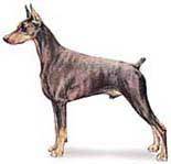 Dobermen make great guard dogs.
