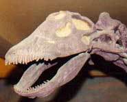 A real apatosaurus skull.