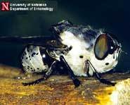 An adult rabbit bot fly.