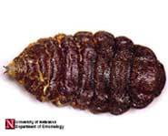A rodent bot fly larva.