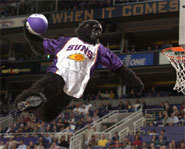 Picture of the Phoenix Gorilla - a professional sports mascot.