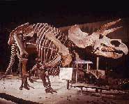 The Triceratops dino lived in the Cretaceous period, about 72 to 65 million years ago.