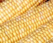 Popcorn starts on with the cob.