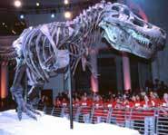 Sue, the most complete fossil of a Tyrannosaurus Rex.