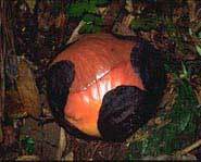 The black peels back and is red underneath.
