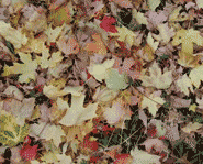 These leaves don't have any chlorophyll in them.