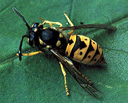 Hornet's are a member of the bee family.