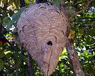 Hornet's live in nests like this.