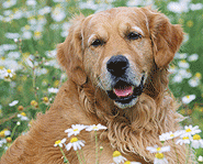 A golden retriever.