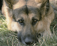 A German Shepherd.