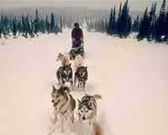 A dog sled team makes the trek across Alaska during the Iditarod race.