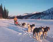 Picture of a dog sled team on an Iditarod trail in Alaska.