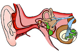 The ear is made up of the outer ear, the middle ear and the inner ear.