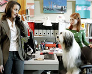 Picture of a scene from Disney's The Shaggy Dog.