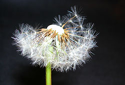 Avoid going out from 5-10AM if you're extremely allergic to plant pollen.