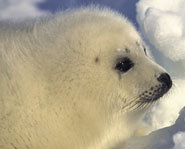 The Canadian Seal Hunt happens annually.