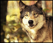 The number of gray wolves receded but are now on the rebound because they are a protected animal.
