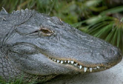 The American Alligator is quite different from the American Crocodile.