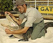 Photo of alligator wrestling in Florida.