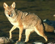 Coyotes are often found in urban areas.