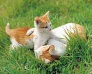 Dogs and cats should be spayed or neutered.