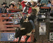 Photo of bullrider on the Professional Bull Riders Tour.