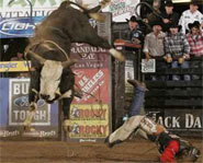 Picture of bullrider on the Professional Bull Riders Tour