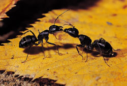 Ants are insects that live in colonies.