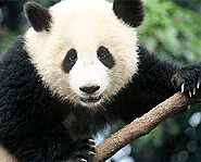 Pandas are an endangered species.