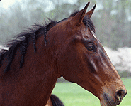 Horses, foals, arabians and mustangs.