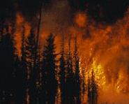 Major forest fires happen all over Western Canada and the US.