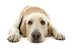 The SPCA provides shelter to stray and abused animals.