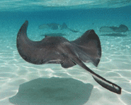 Only about 30 people are known to have been killed by stingrays.