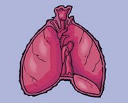 Kidzworld takes a look at the inner workings of human lungs.