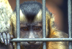PETA campaigns to stop animal testing.