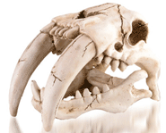 The skull of the now-extinct sabertooth tiger.
