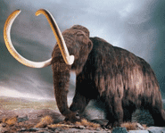An artist rendering of a woolly mammoth.