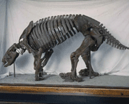 The fossilized remains of a megatherium.
