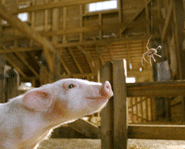 Dakota Fanning stars in the live-action adaption of the classic children's book Charlotte's Web.
