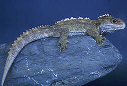 The Tuatara is considered a living fossil because it has remained unchanged for millions of years.