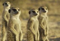 Season three of Meerkat Manor begins August 10, 2007.