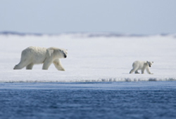 Nanu and her mother take a stroll in Arctic Tale.