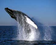 Want to help Greenpeace name a whale Mister Splashy Pants? Find out about the great whale trail, whaling, and how to help - right here!