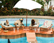Disney's Beverly Hills Chihuahua arrives in theatres October 3, 2008!
