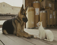 Disney's Beverly Hills Chihuahua arrives in theatres October 3, 2008!